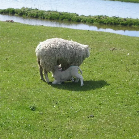 Haus Halligblick, Am Wattenmeer, Whghooge